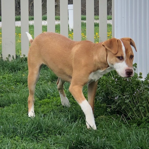 Vanna, an adoptable Labrador Retriever in Auburn, NE, 68305 | Photo Image 3
