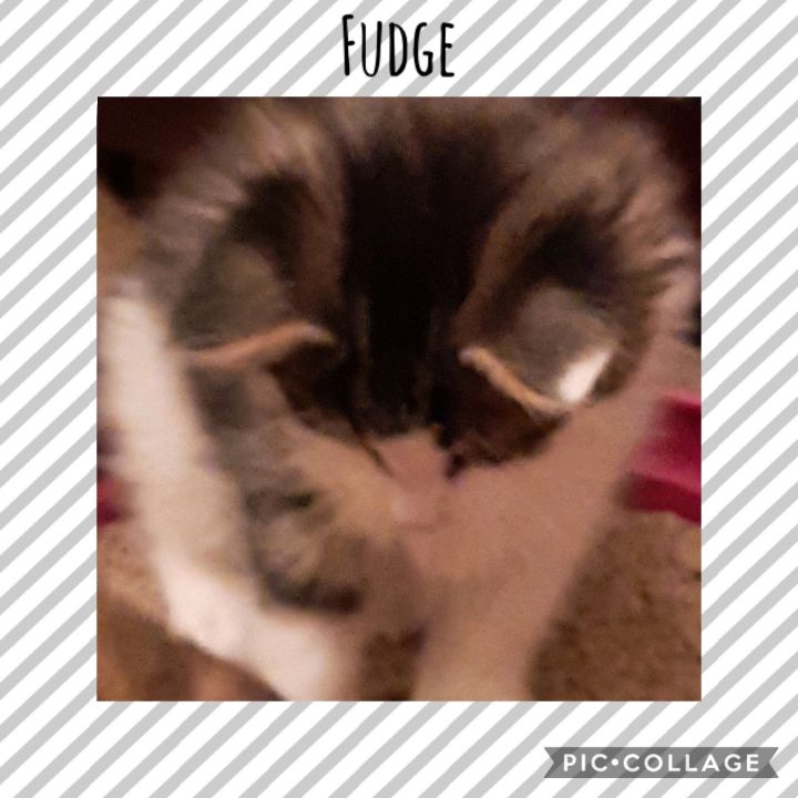 Fudge 3