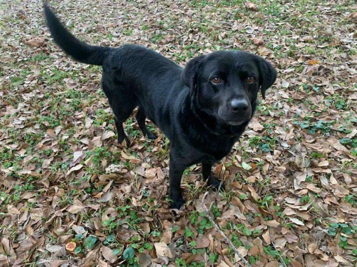 Flat coated retriever black hotsell lab mix