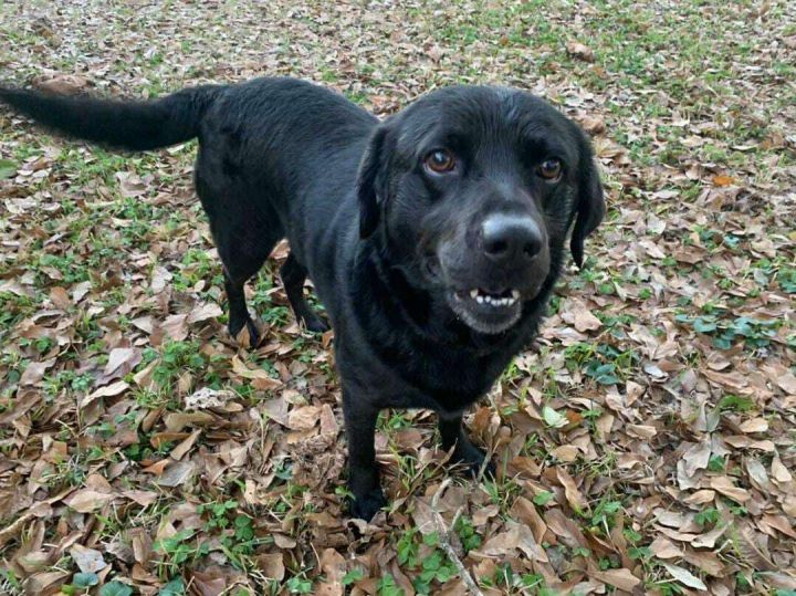 Flat coated retriever store black lab mix