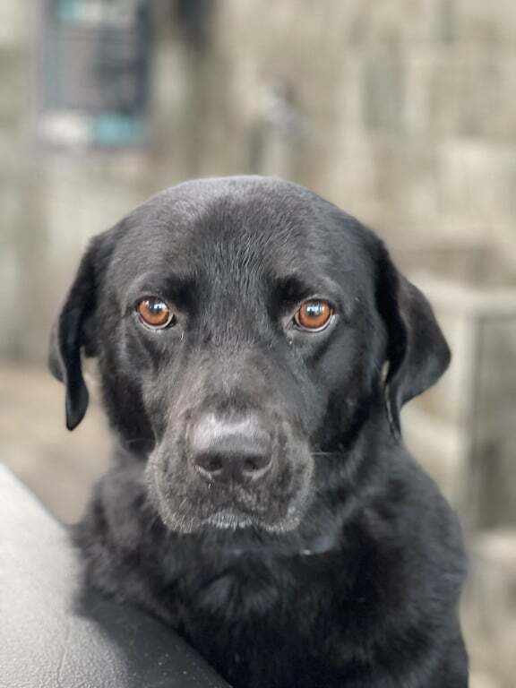 Flat coated retriever outlet pitbull mix