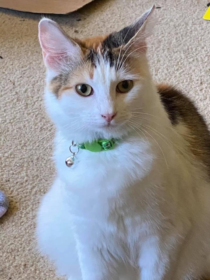 Jenny (Laura), an adoptable Calico in Napa, CA, 94558 | Photo Image 1