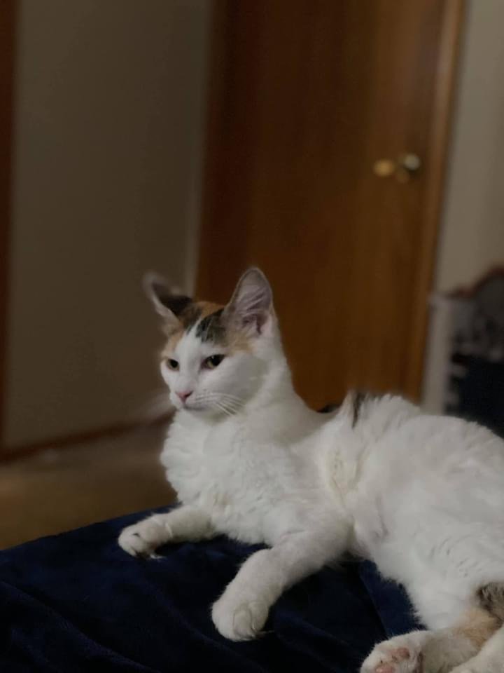 Jenny (Laura), an adoptable Calico in Napa, CA, 94558 | Photo Image 3