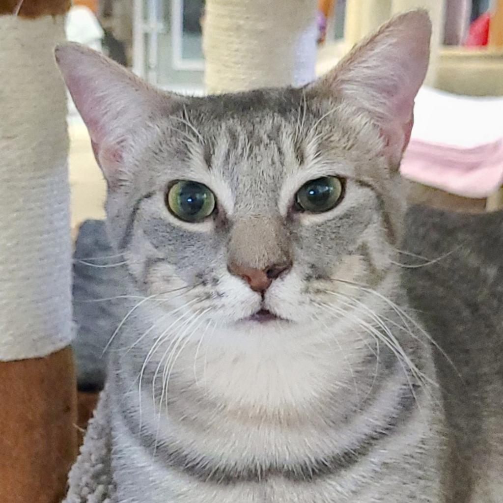 Jumbles, an adoptable Domestic Short Hair, Manx in Sheridan, WY, 82801 | Photo Image 1