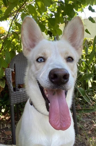 Joe, an adoptable German Shepherd Dog, Labrador Retriever in Fort Lauderdale, FL, 33315 | Photo Image 1