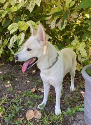 Joe, an adoptable German Shepherd Dog, Labrador Retriever in Fort Lauderdale, FL, 33315 | Photo Image 2