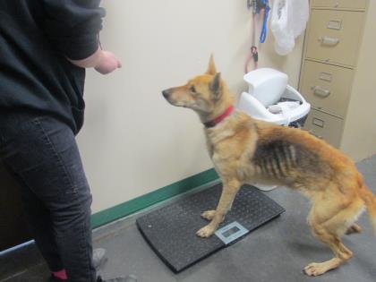 Dog For Adoption Zada A German Shepherd Dog In Springfield Mo Petfinder