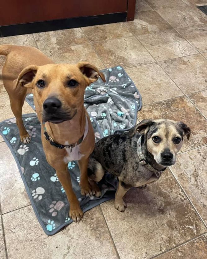 Dog for adoption - Layla & Rex, a Hound Mix in Verplanck, NY | Petfinder