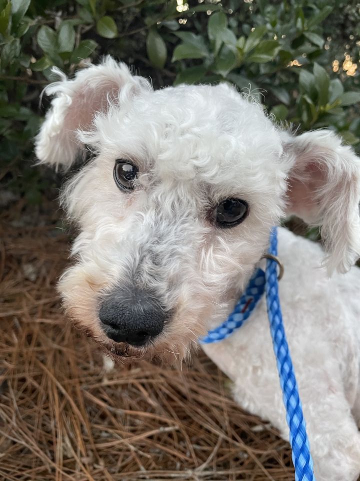Alfred the tripod Poodle 1