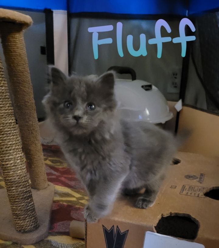 Fluff 1