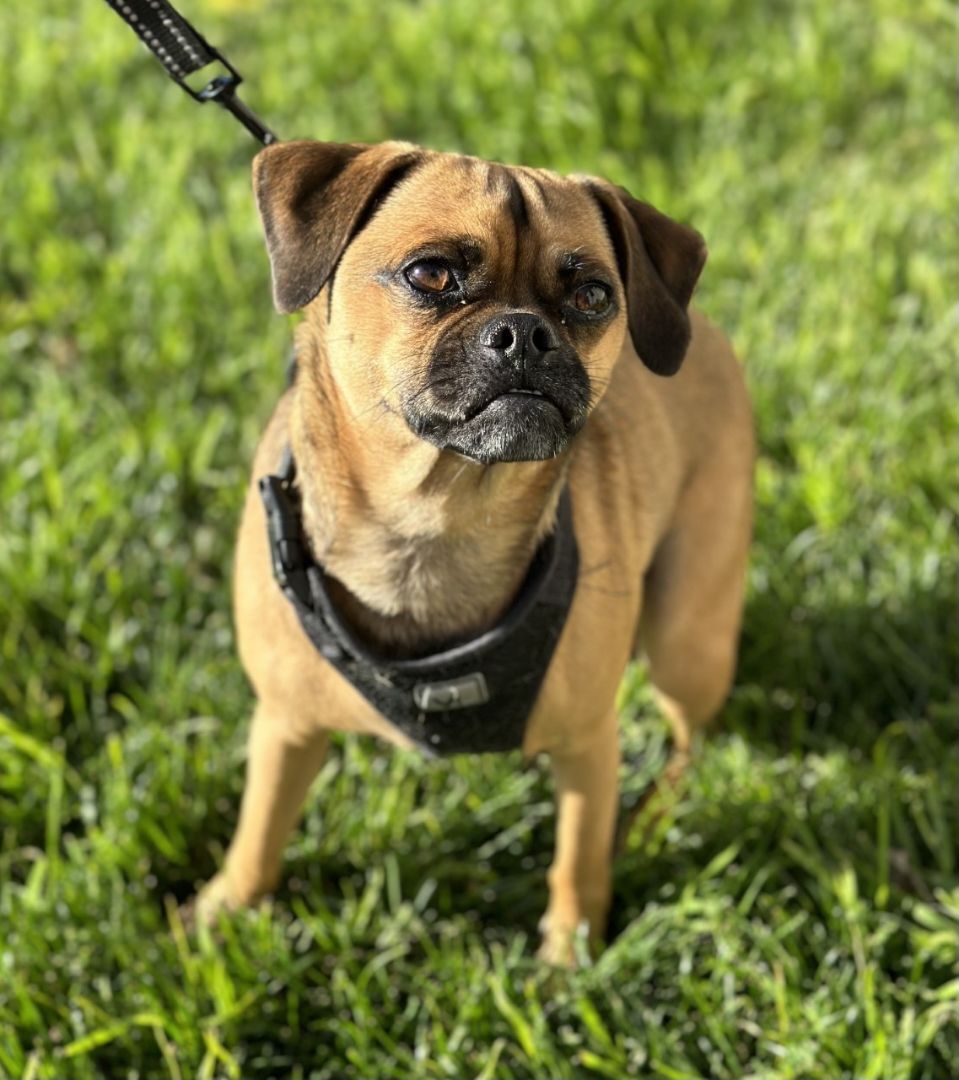 Brewster, an adoptable Pug, Puggle in Los Alamitos, CA, 90720 | Photo Image 4