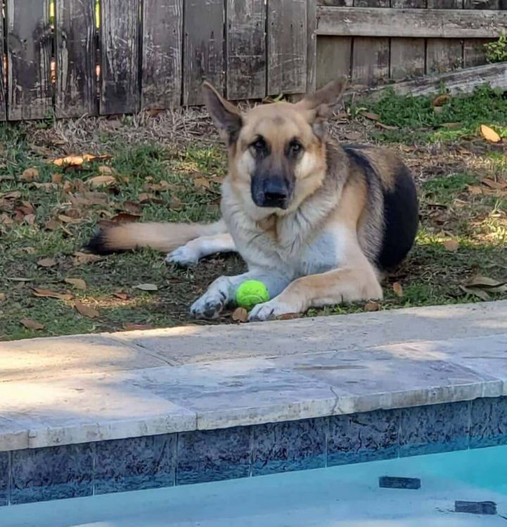 Dog For Adoption Thor A German Shepherd Dog In Hoboken Nj Petfinder