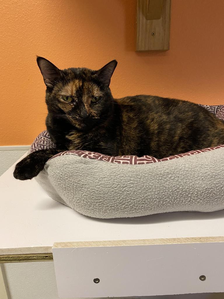 Spook, an adoptable Domestic Short Hair in Fulton, TX, 78358 | Photo Image 1