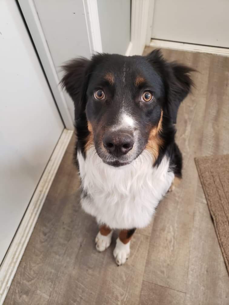 Toby, an adoptable Australian Shepherd in Iroquois, IL, 60945 | Photo Image 1