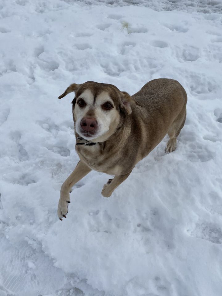 Dog For Adoption Lula A Labrador Retriever Hound Mix In Fairmont Mn Petfinder