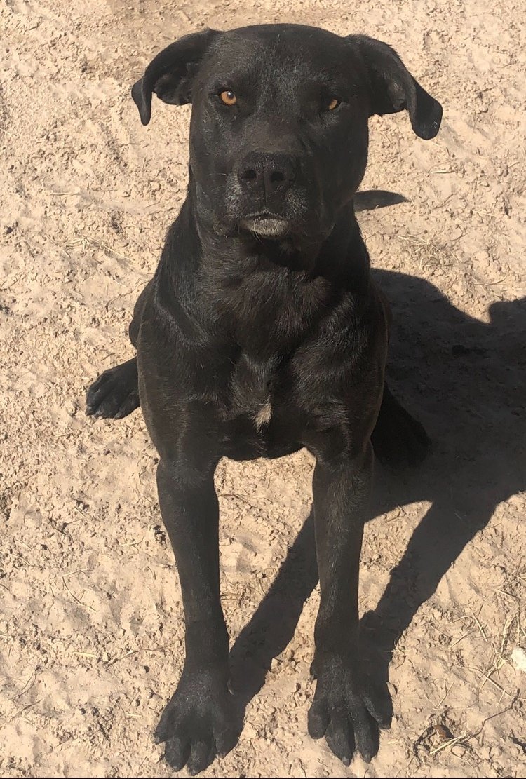 Scout, an adoptable Labrador Retriever in Gun Barrel City, TX, 75147 | Photo Image 1