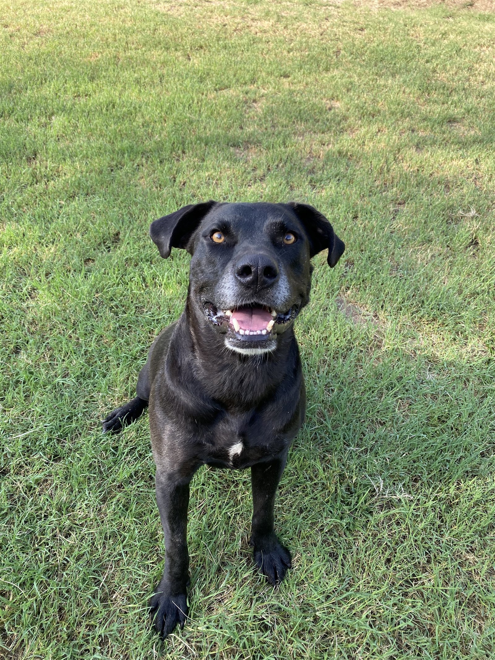Scout, an adoptable Labrador Retriever in Gun Barrel City, TX, 75147 | Photo Image 2