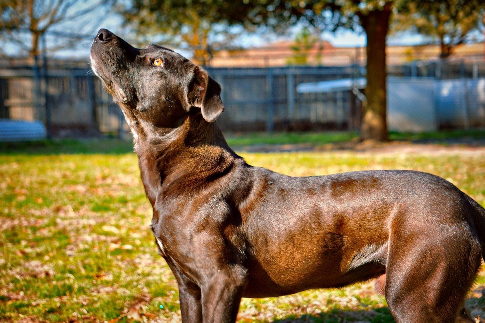 Scout, an adoptable Labrador Retriever in Gun Barrel City, TX, 75147 | Photo Image 3