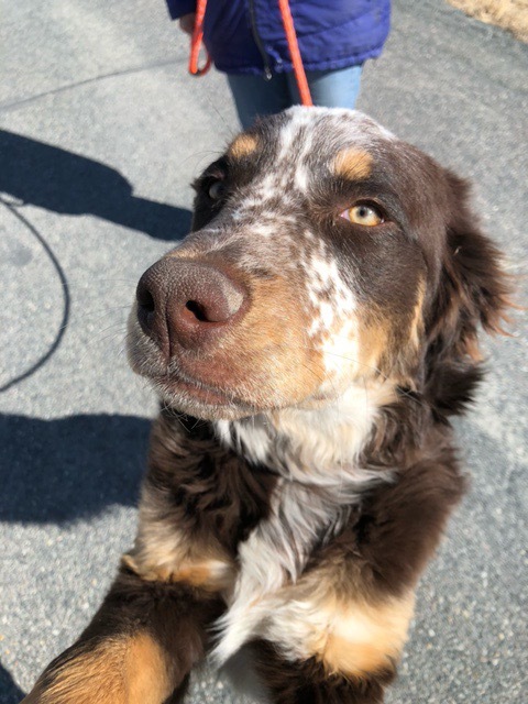 Dog For Adoption Gunner A Bernese Mountain Dog Australian Shepherd Mix In Lander Wy Petfinder