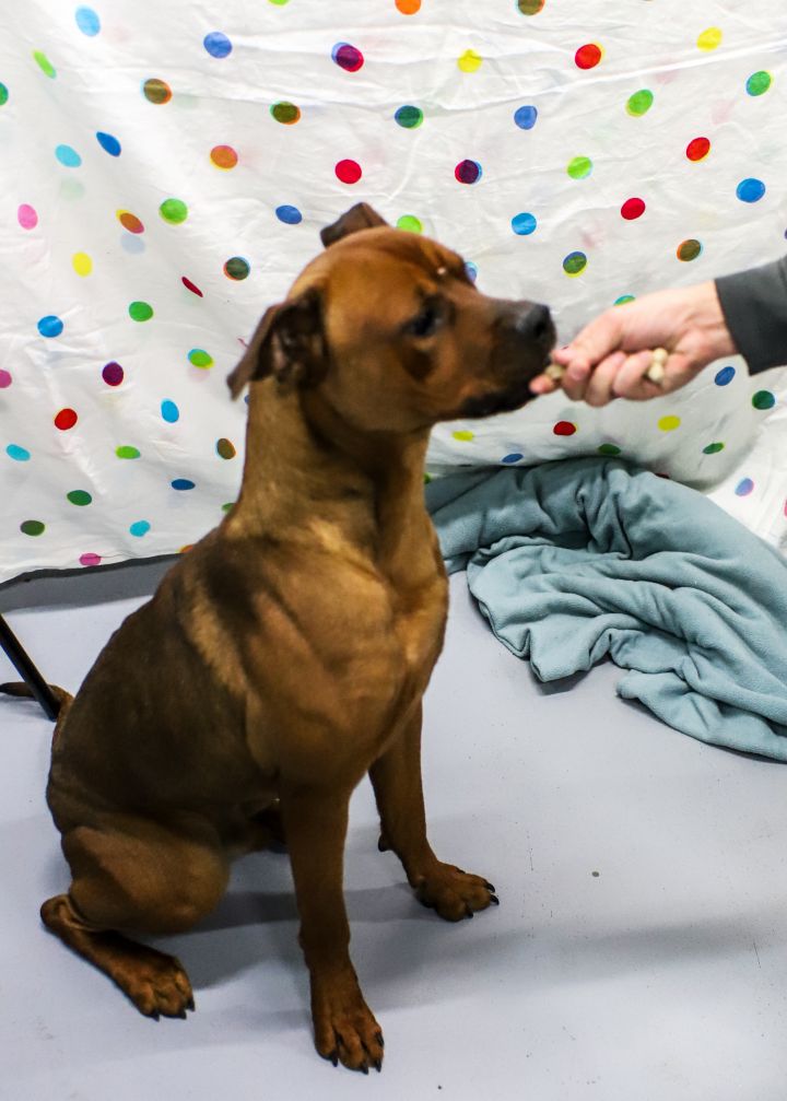 Dog For Adoption Rocket A Staffordshire Bull Terrier Mix In Colorado Springs Co Petfinder