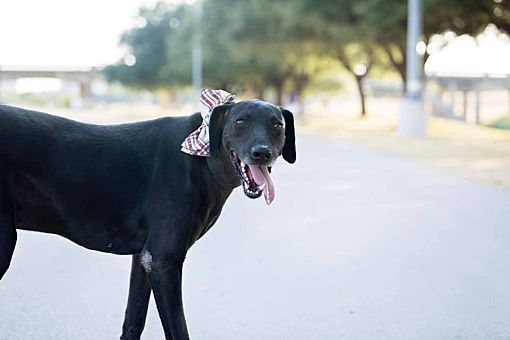 doberman cross greyhound