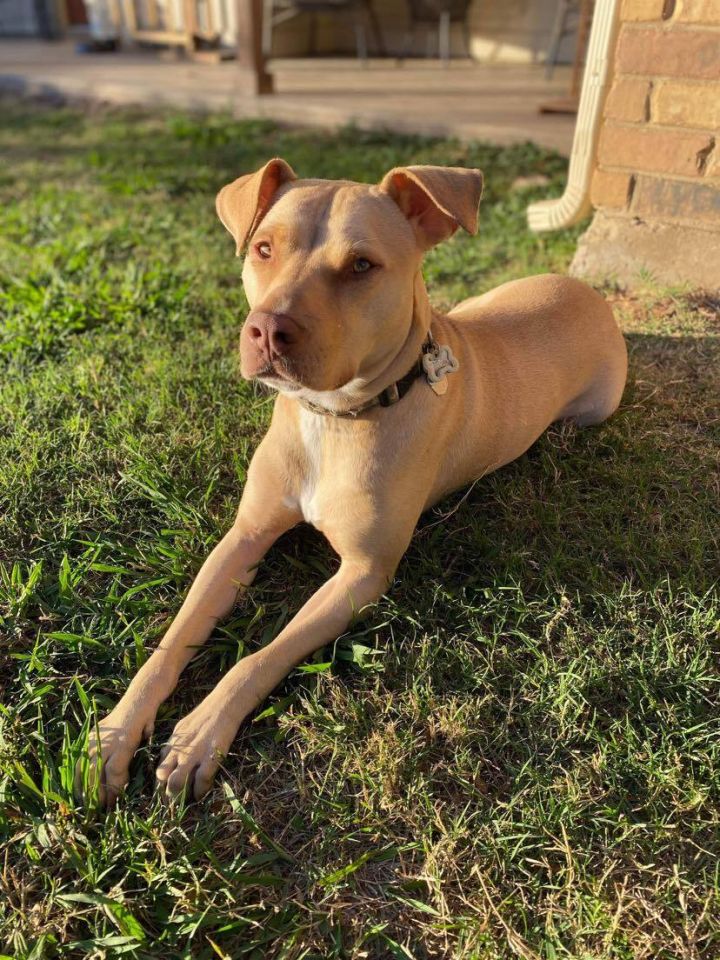 Føderale september Alternativ Dog for adoption - Whiskey Whoo, a Labrador Retriever & American Staffordshire  Terrier Mix in Benbrook, TX | Petfinder
