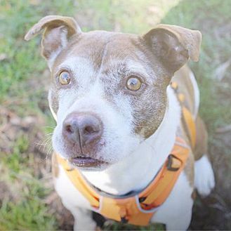 Layla, an adoptable Pit Bull Terrier in Monroe, NC, 28110 | Photo Image 3