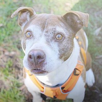 Layla, an adoptable Pit Bull Terrier in Charlotte, NC, 28215 | Photo Image 3