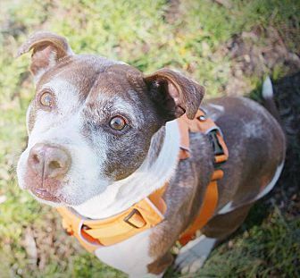 Layla, an adoptable Pit Bull Terrier in Monroe, NC, 28110 | Photo Image 4
