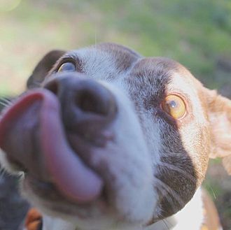 Layla, an adoptable Pit Bull Terrier in Charlotte, NC, 28215 | Photo Image 5