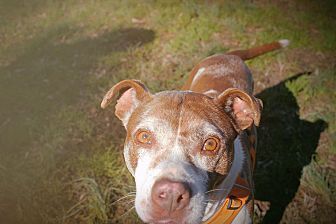 Layla, an adoptable Pit Bull Terrier in Monroe, NC, 28110 | Photo Image 6