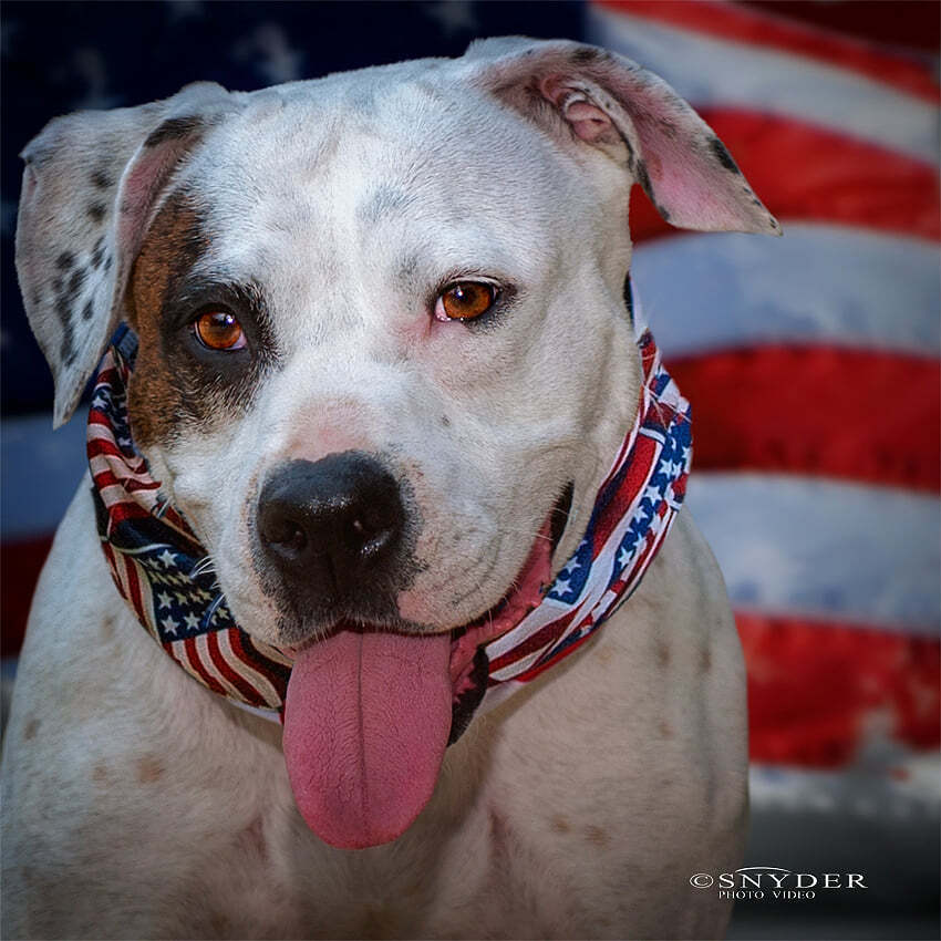 Dottie, an adoptable American Bulldog in Monroe, NC, 28110 | Photo Image 1