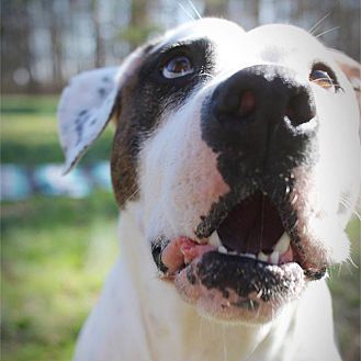 Dottie, an adoptable American Bulldog in Charlotte, NC, 28215 | Photo Image 2