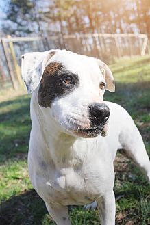 Dottie, an adoptable American Bulldog in Charlotte, NC, 28215 | Photo Image 4