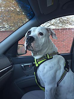 Dottie, an adoptable American Bulldog in Charlotte, NC, 28215 | Photo Image 5