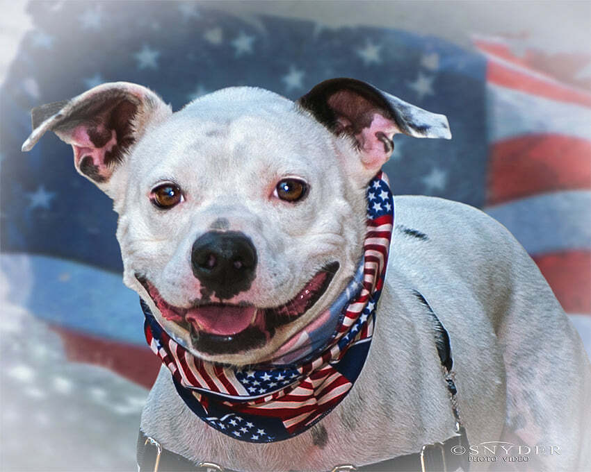 Hogan, an adoptable Pit Bull Terrier in Charlotte, NC, 28215 | Photo Image 1