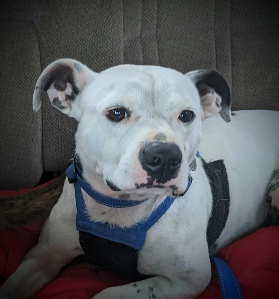 Hogan, an adoptable Pit Bull Terrier in Monroe, NC, 28110 | Photo Image 2