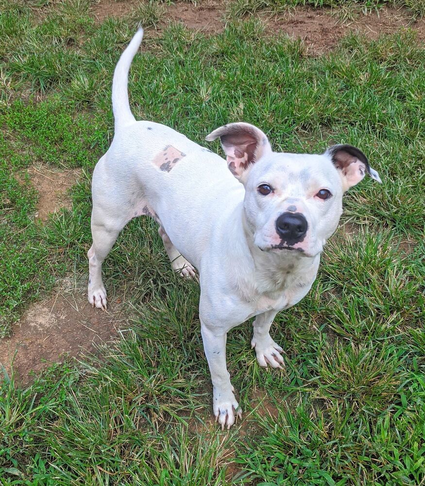 Hogan, an adoptable Pit Bull Terrier in Monroe, NC, 28110 | Photo Image 3