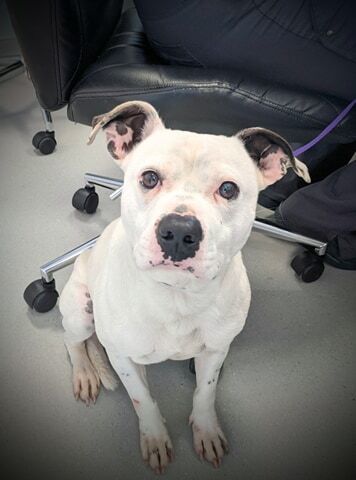 Hogan, an adoptable Pit Bull Terrier in Charlotte, NC, 28215 | Photo Image 4