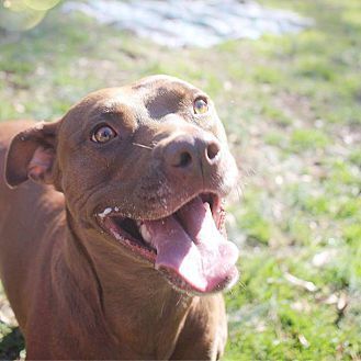 Shelby, an adoptable Pit Bull Terrier, Labrador Retriever in Monroe, NC, 28110 | Photo Image 1