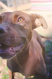 Shelby, an adoptable Pit Bull Terrier, Labrador Retriever in Monroe, NC, 28110 | Photo Image 3
