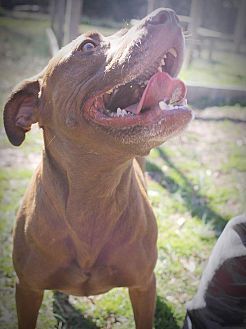 Shelby, an adoptable Pit Bull Terrier, Labrador Retriever in Charlotte, NC, 28215 | Photo Image 4