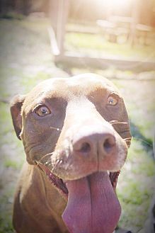 Shelby, an adoptable Pit Bull Terrier, Labrador Retriever in Monroe, NC, 28110 | Photo Image 5