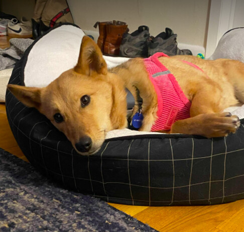 Bella, an adopted Jindo in Brooklyn, NY_image-3