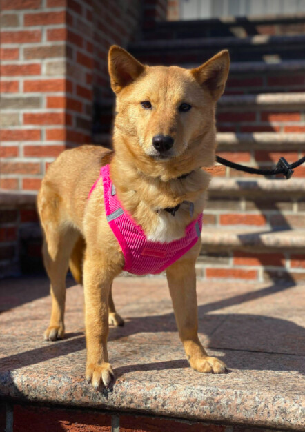 Bella, an adopted Jindo in Brooklyn, NY_image-4