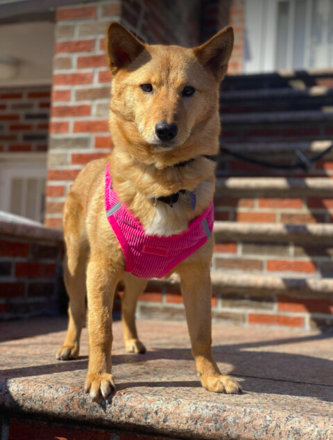 Bella, an adopted Jindo in Brooklyn, NY_image-5