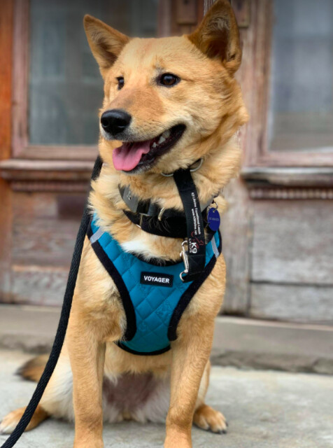 Bella, an adopted Jindo in Brooklyn, NY_image-6