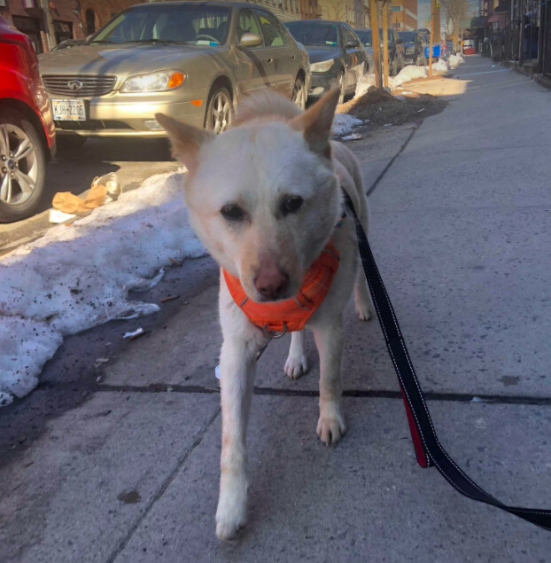 O Dong, an adopted Jindo Mix in Brooklyn, NY_image-5