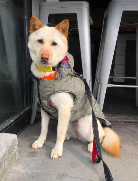 O Dong, an adopted Jindo Mix in Brooklyn, NY_image-1