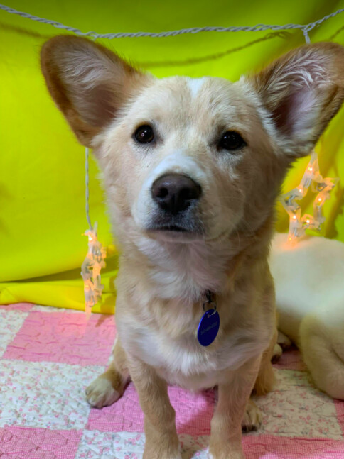 Rico, an adopted Jindo Mix in Brooklyn, NY_image-2